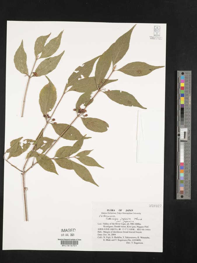 Callicarpa japonica var. japonica image