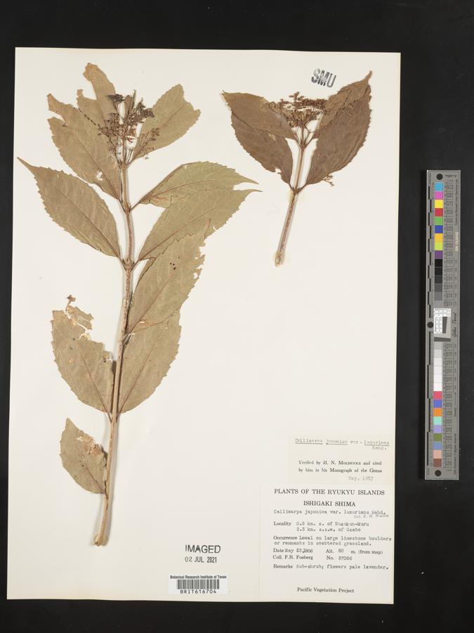 Callicarpa japonica var. luxurians image