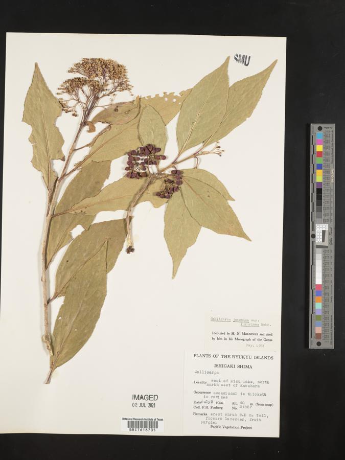 Callicarpa japonica var. luxurians image