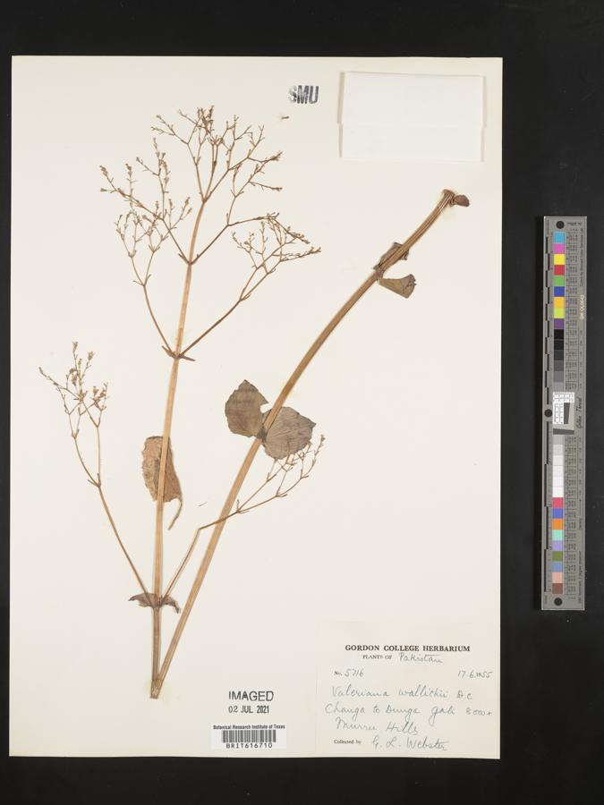 Valeriana jatamansi image