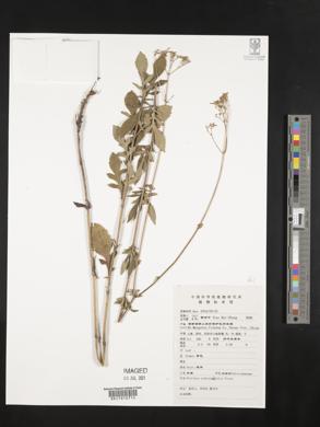 Patrinia scabiosifolia image
