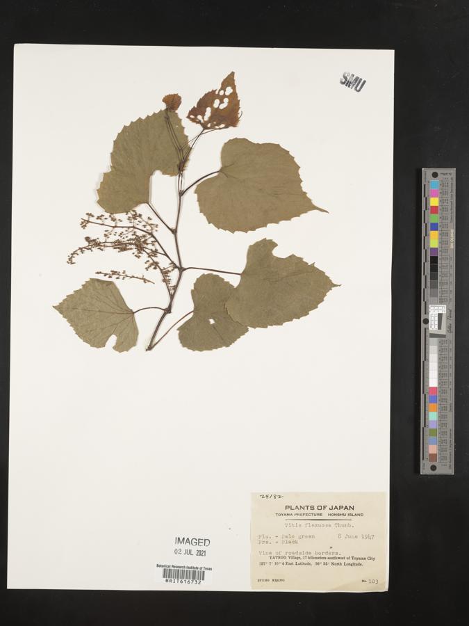 Vitis flexuosa image