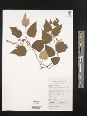 Vitis heyneana subsp. ficifolia image