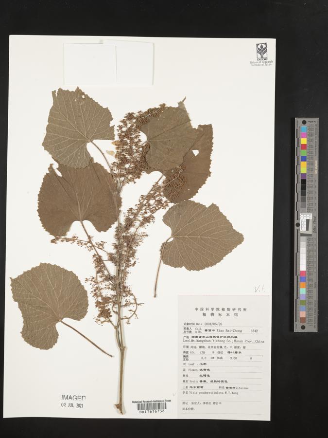 Vitis pseudoreticulata image