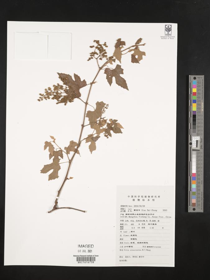 Vitis sinocinerea image