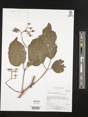 Parthenocissus semicordata image