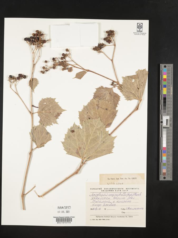 Ampelopsis vitifolia image