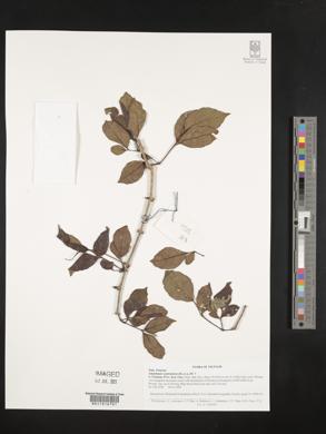 Ampelopsis cantoniensis image