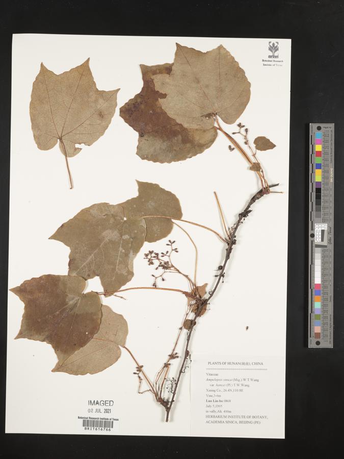 Ampelopsis glandulosa var. hancei image