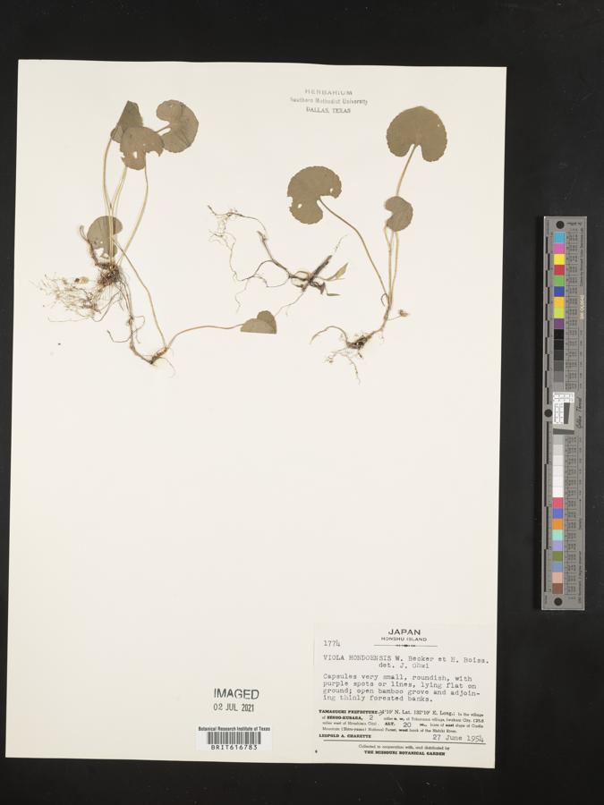 Viola hondoensis image
