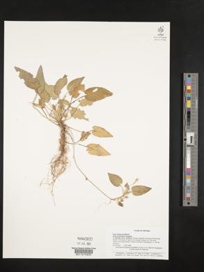Viola yunnanensis image