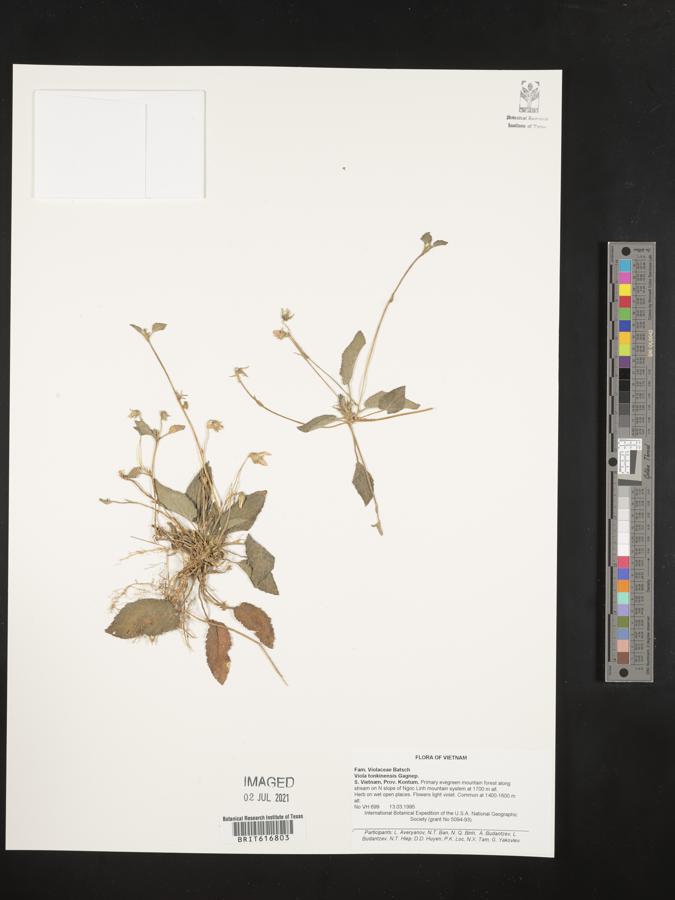 Viola yunnanensis image