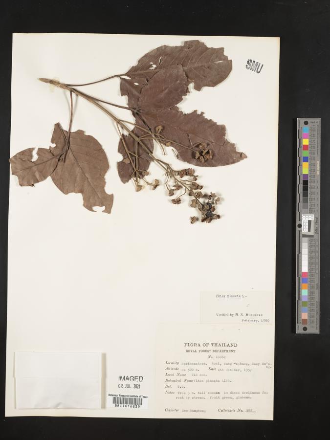 Vitex pinnata image