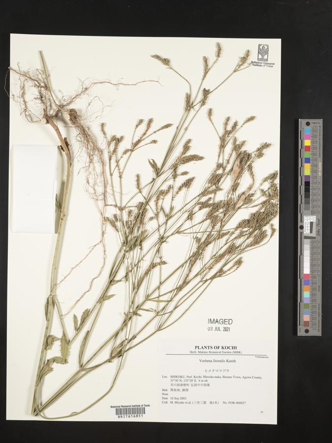 Verbena litoralis image