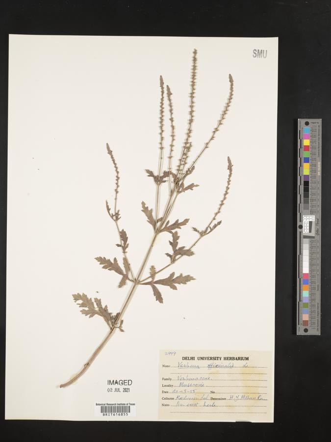 Verbena officinalis image