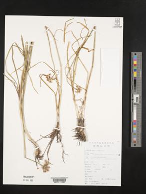 Allium ramosum image