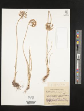 Allium rubens image