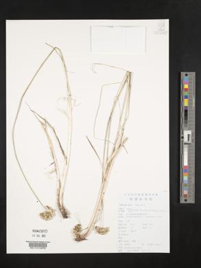 Allium tenuissimum image