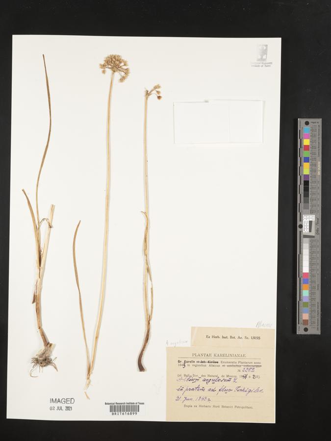Allium angulosum image