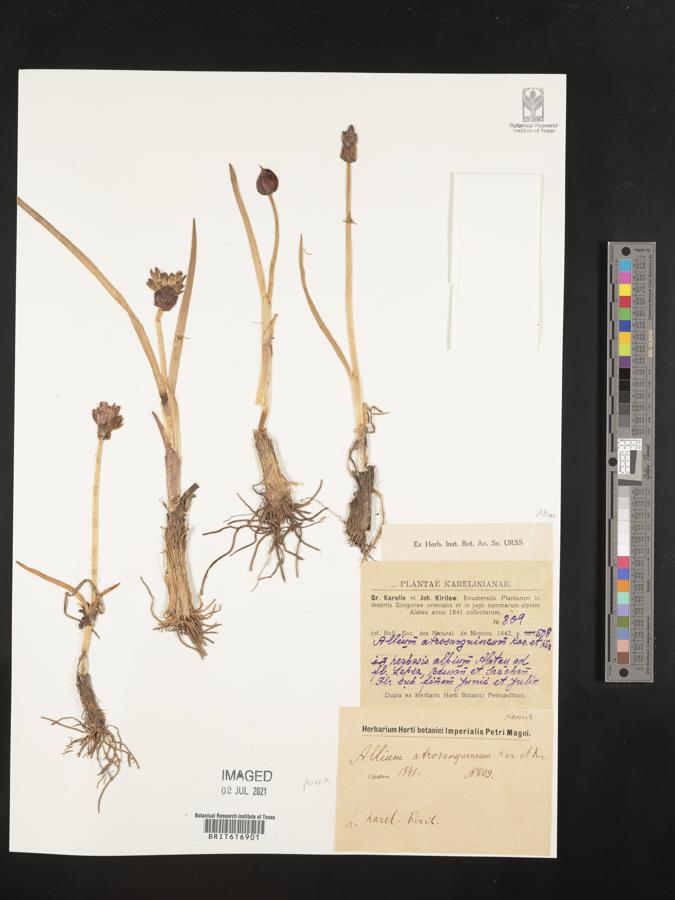 Allium atrosanguineum image