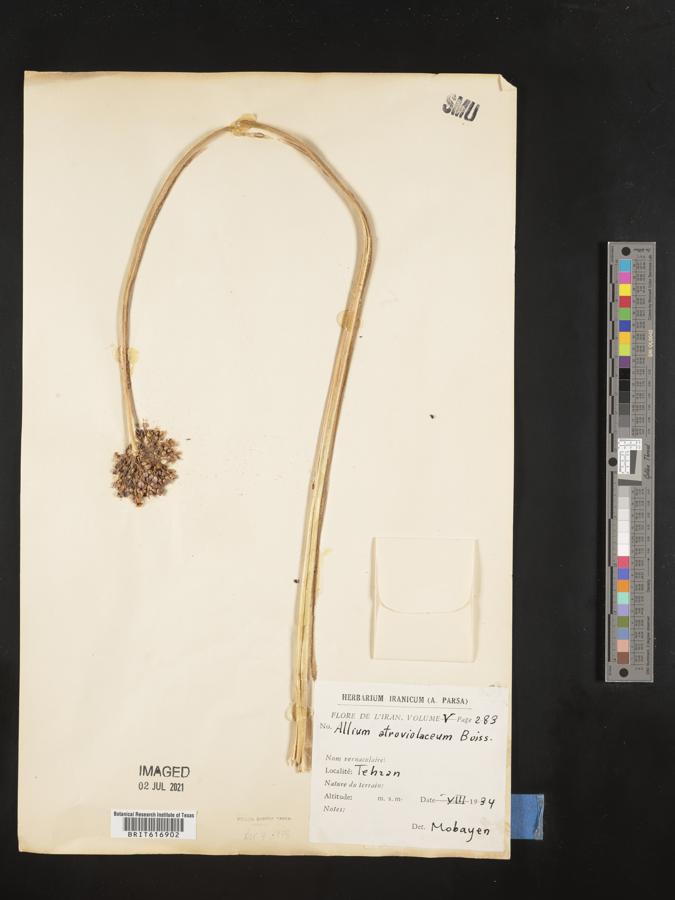 Allium atroviolaceum image