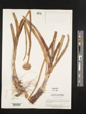 Image of Allium blandum