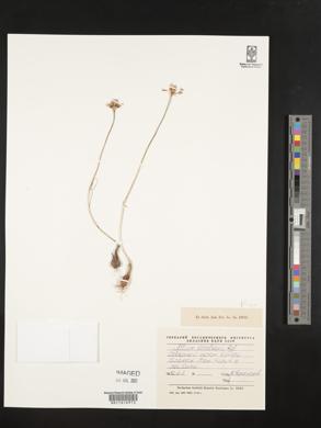 Allium korolkowii image