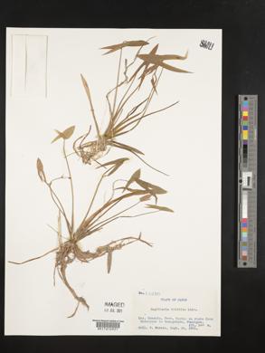 Sagittaria trifolia image