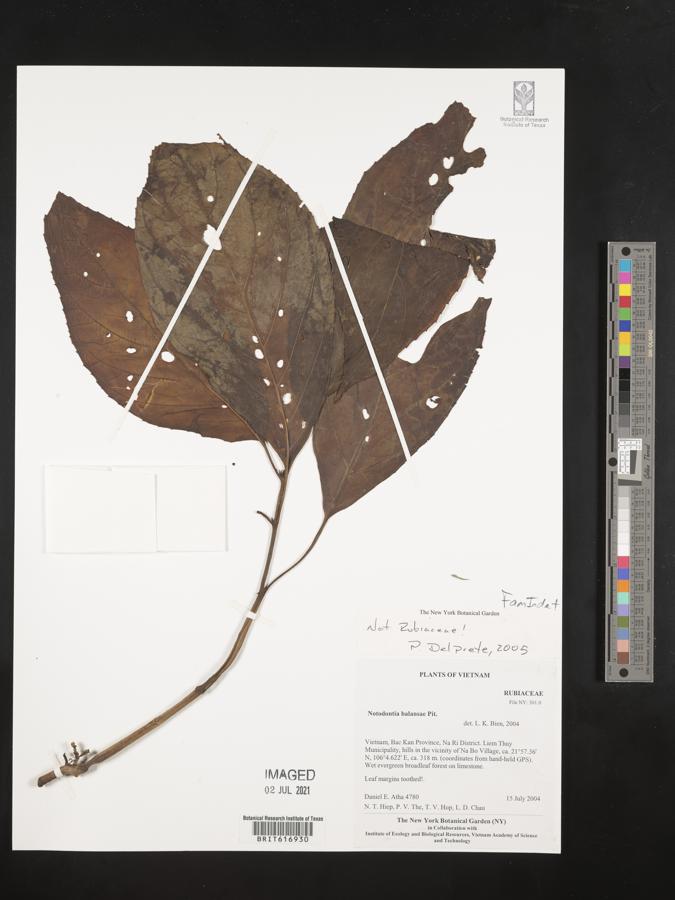 Ophiorrhiza balansae image