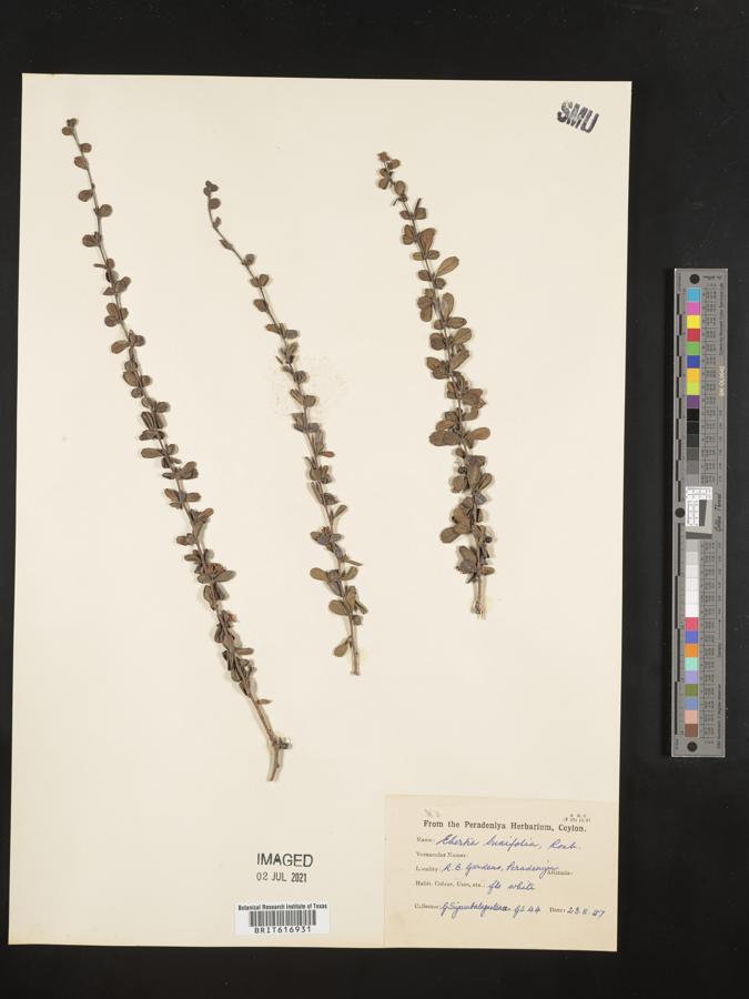 Ehretia buxifolia image