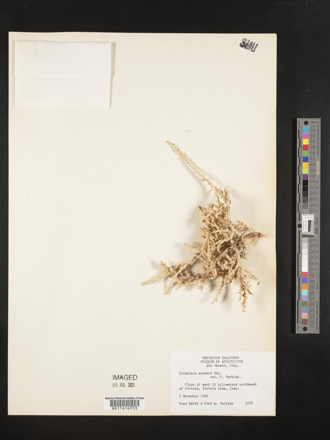 Cornulaca aucheri image