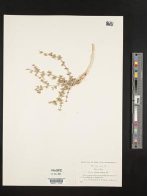 Fagonia glutinosa image