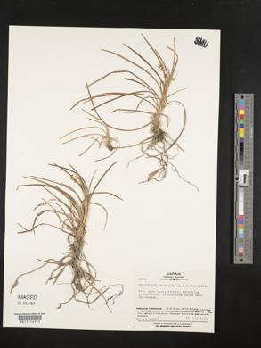 Ophiopogon japonicus image