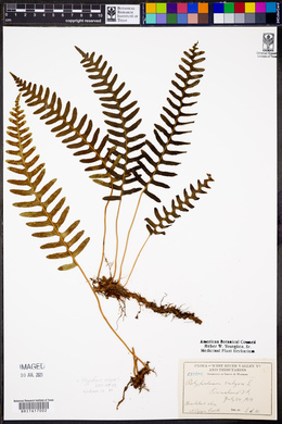 Polypodium vulgare image