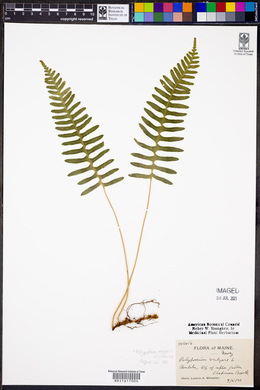 Polypodium vulgare image