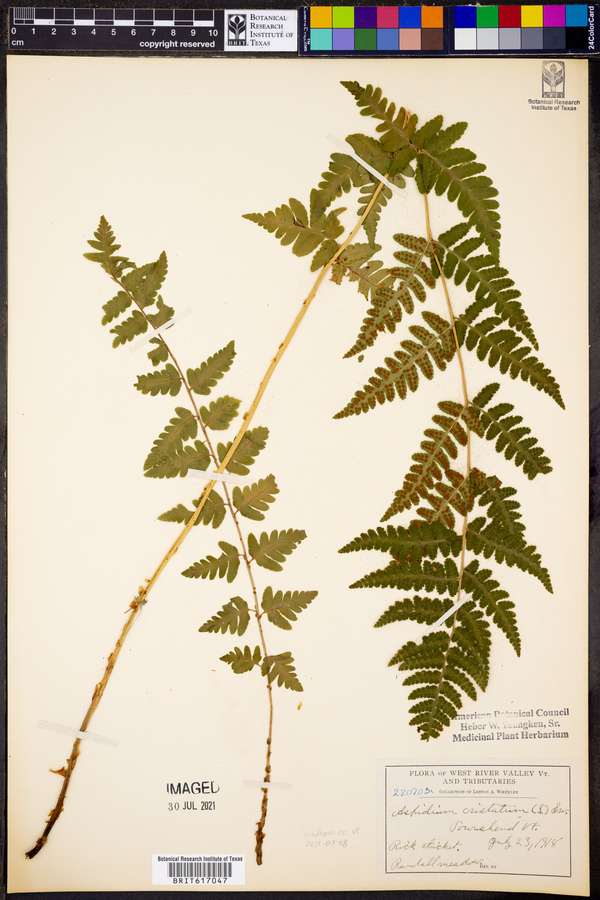 Aspidium cristatum image