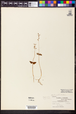 Listera cordata image