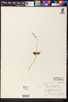 Listera cordata image