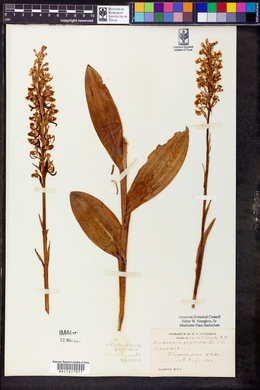 Platanthera psycodes image