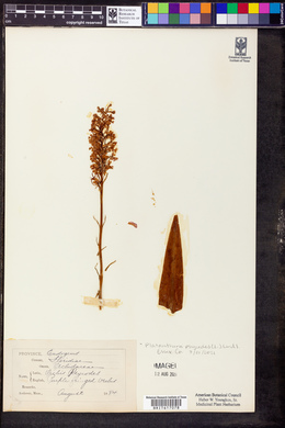 Platanthera psycodes image