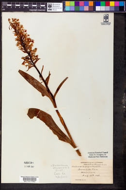 Platanthera psycodes image