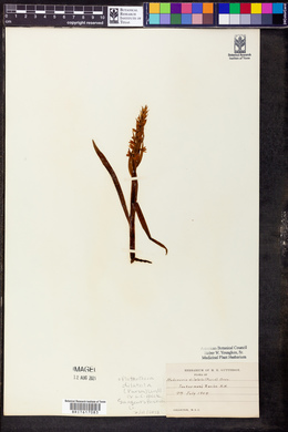 Platanthera dilatata image