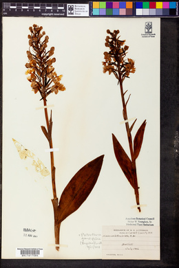 Platanthera grandiflora image