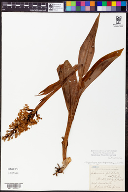 Platanthera grandiflora image