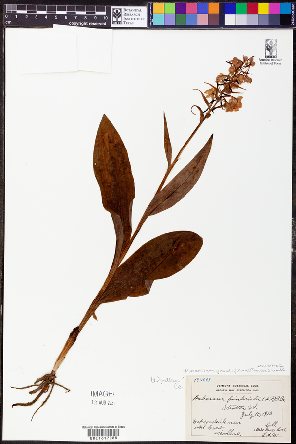 Platanthera grandiflora image