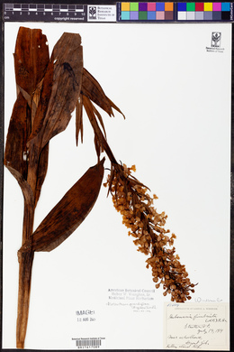 Platanthera grandiflora image