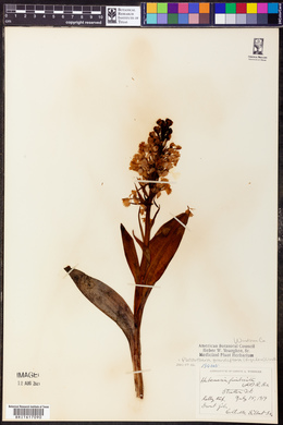 Platanthera grandiflora image