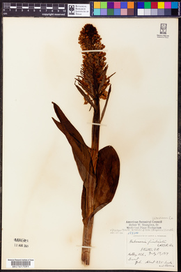 Platanthera grandiflora image