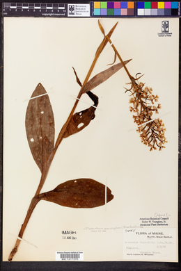 Platanthera grandiflora image