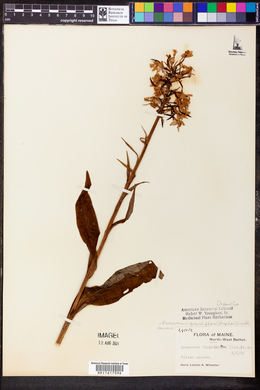 Platanthera grandiflora image